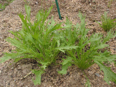 f:id:chuumeikun:20170528020505j:plain f:id:chuumeikun:20170528020505j:plain