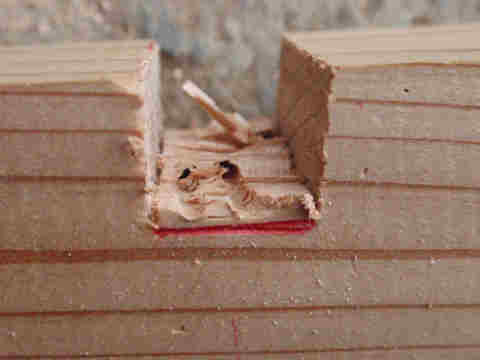 f:id:chuumeikun:20170530064545j:plain f:id:chuumeikun:20170530064545j:plain