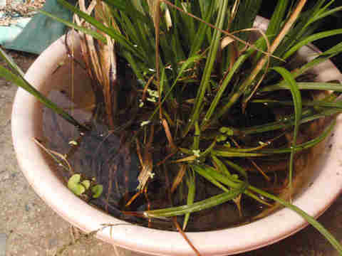 f:id:chuumeikun:20170610052859j:plain f:id:chuumeikun:20170610052859j:plain