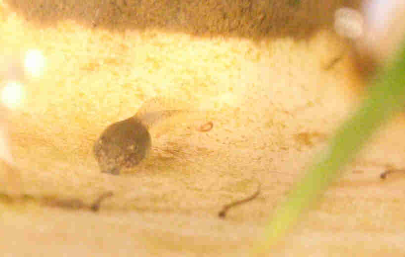 f:id:chuumeikun:20170610052929j:plain f:id:chuumeikun:20170610052929j:plain