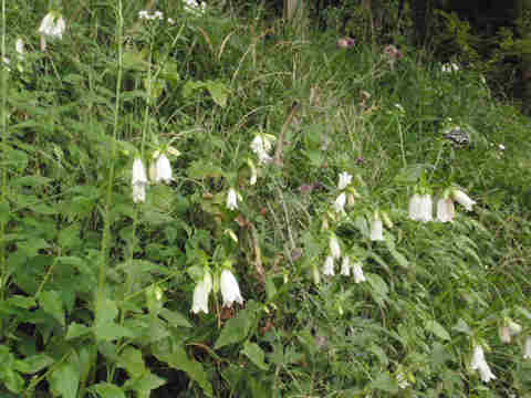 f:id:chuumeikun:20170610053259j:plain f:id:chuumeikun:20170610053259j:plain