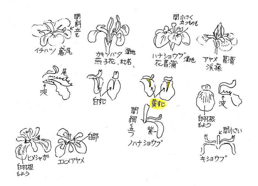f:id:chuumeikun:20170610053352j:plain f:id:chuumeikun:20170610053352j:plain