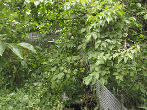 f:id:chuumeikun:20170610053430j:plain f:id:chuumeikun:20170610053430j:plain