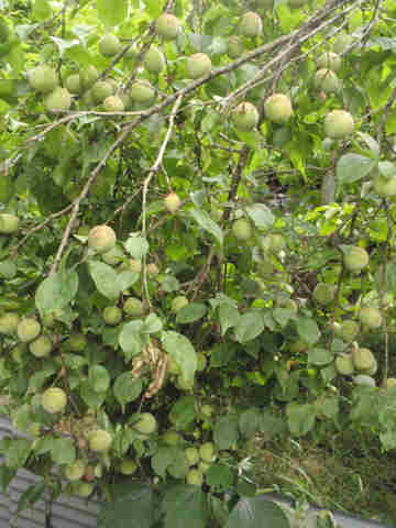 f:id:chuumeikun:20170610053446j:plain f:id:chuumeikun:20170610053446j:plain