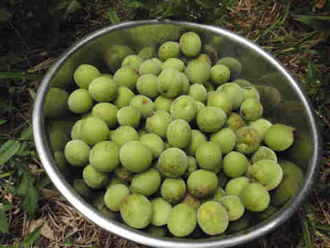 f:id:chuumeikun:20170610053501j:plain f:id:chuumeikun:20170610053501j:plain