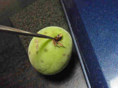 f:id:chuumeikun:20170610053518j:plain f:id:chuumeikun:20170610053518j:plain