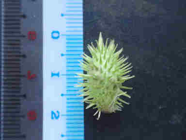 f:id:chuumeikun:20170630001658j:plain