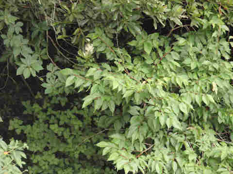 f:id:chuumeikun:20170701020200j:plain f:id:chuumeikun:20170701020200j:plain