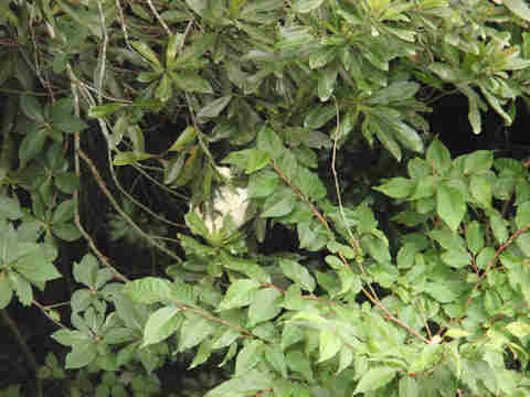 f:id:chuumeikun:20170701020216j:plain f:id:chuumeikun:20170701020216j:plain