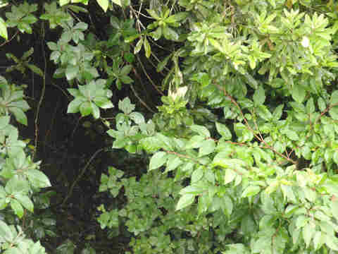 f:id:chuumeikun:20170701020304j:plain f:id:chuumeikun:20170701020304j:plain