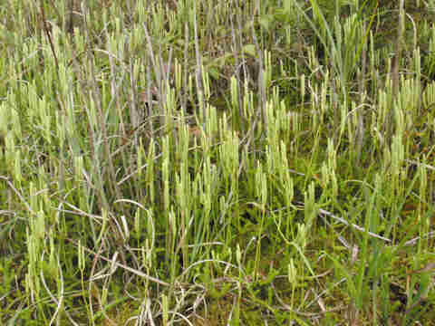 f:id:chuumeikun:20170705010057j:plain