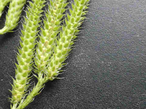 f:id:chuumeikun:20170705010112j:plain