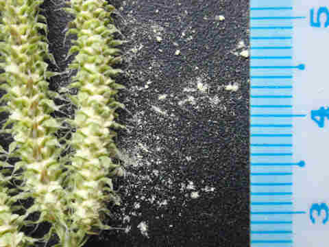 f:id:chuumeikun:20170705010127j:plain