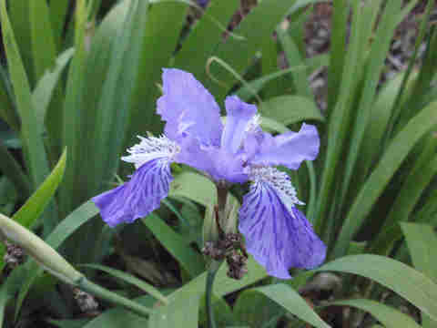 f:id:chuumeikun:20170705010143j:plain