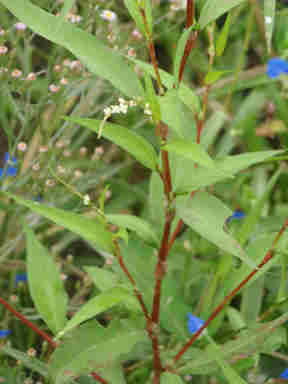 f:id:chuumeikun:20170705010228j:plain