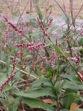 f:id:chuumeikun:20170705010246j:plain