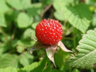 f:id:chuumeikun:20170705010340j:plain