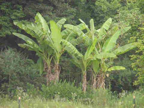 f:id:chuumeikun:20170705010359j:plain