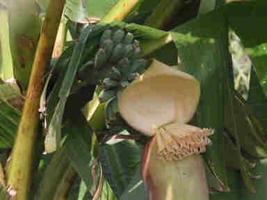 f:id:chuumeikun:20170705010415j:plain