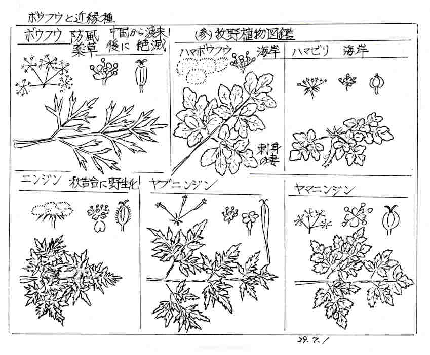 f:id:chuumeikun:20170705010433j:plain