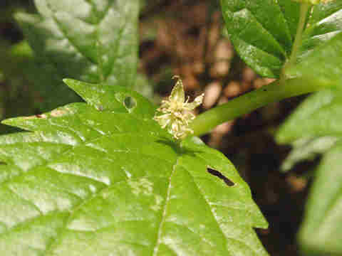 f:id:chuumeikun:20170706014200j:plain f:id:chuumeikun:20170706014200j:plain