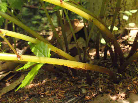 f:id:chuumeikun:20170706014215j:plain f:id:chuumeikun:20170706014215j:plain