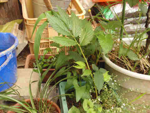 f:id:chuumeikun:20170706014455j:plain f:id:chuumeikun:20170706014455j:plain