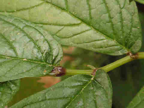 f:id:chuumeikun:20170706014828j:plain f:id:chuumeikun:20170706014828j:plain