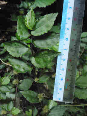 f:id:chuumeikun:20170706015234j:plain f:id:chuumeikun:20170706015234j:plain