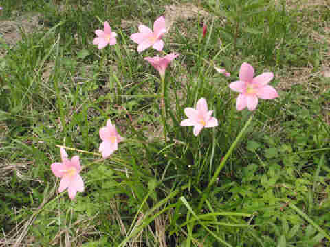 f:id:chuumeikun:20170710211454j:plain