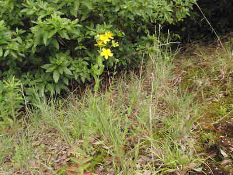 f:id:chuumeikun:20170711054222j:plain