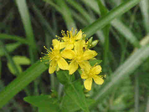 f:id:chuumeikun:20170711054251j:plain