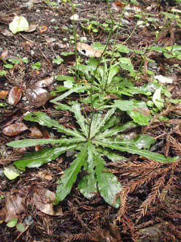 f:id:chuumeikun:20170711054358j:plain