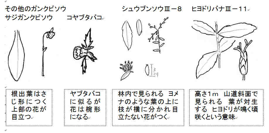 f:id:chuumeikun:20170711054538j:plain