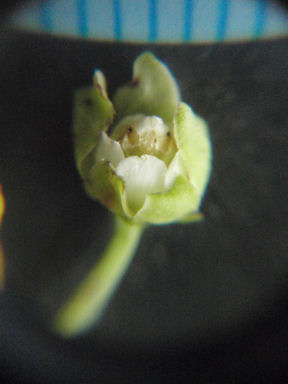 f:id:chuumeikun:20170722055926j:plain