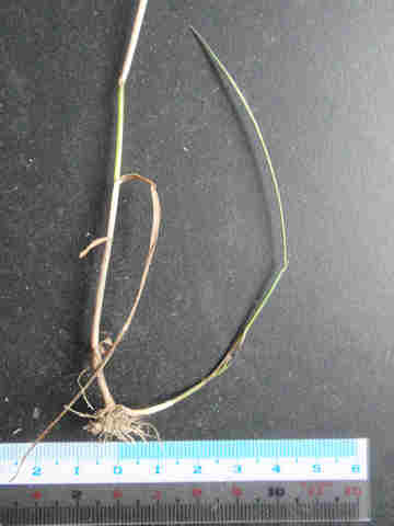 f:id:chuumeikun:20170722060200j:plain