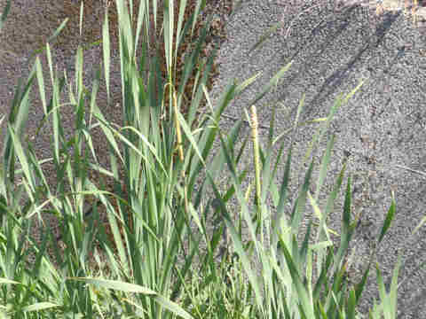 f:id:chuumeikun:20170726001857j:plain