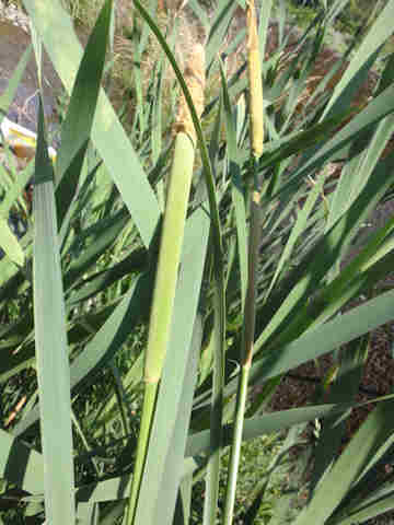 f:id:chuumeikun:20170726001918j:plain