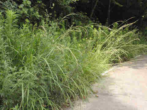 f:id:chuumeikun:20170727193823j:plain f:id:chuumeikun:20170727193823j:plain