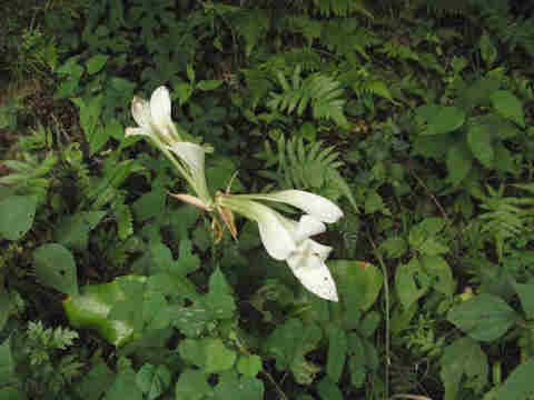 f:id:chuumeikun:20170728200318j:plain f:id:chuumeikun:20170728200318j:plain