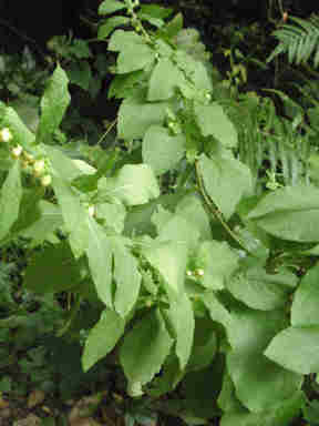 f:id:chuumeikun:20170728200718j:plain f:id:chuumeikun:20170728200718j:plain