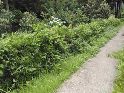 f:id:chuumeikun:20170729115046j:plain f:id:chuumeikun:20170729115046j:plain