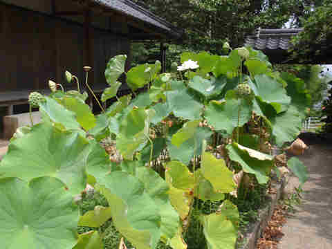 f:id:chuumeikun:20170801023658j:plain