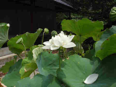 f:id:chuumeikun:20170801023713j:plain