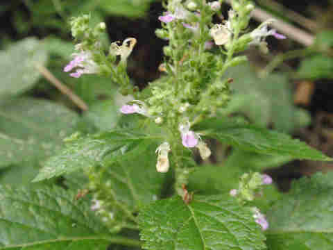 f:id:chuumeikun:20170803203525j:plain