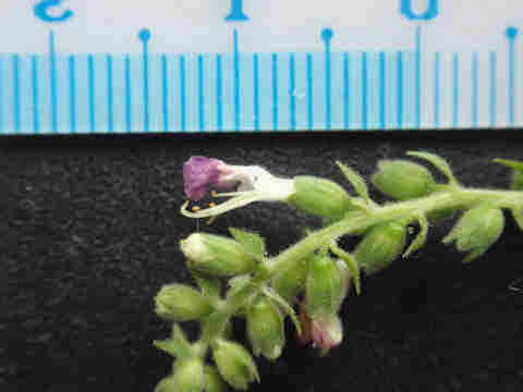 f:id:chuumeikun:20170803203555j:plain