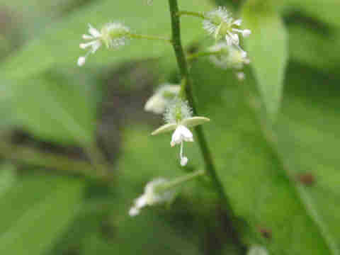 f:id:chuumeikun:20170803203720j:plain