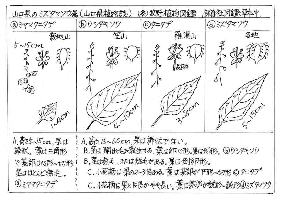 f:id:chuumeikun:20170803203751j:plain