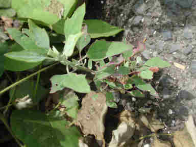 f:id:chuumeikun:20170807205655j:plain