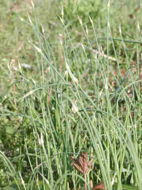 f:id:chuumeikun:20170807205728j:plain